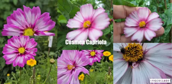 Blumen: Cosmea/Schmuckkörbchen - Capriola