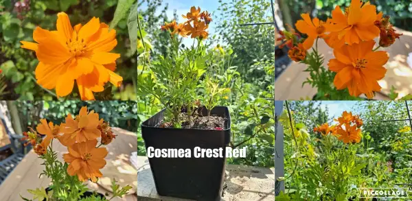 Blumen: Cosmea/Schmuckkörbchen - Crest Red