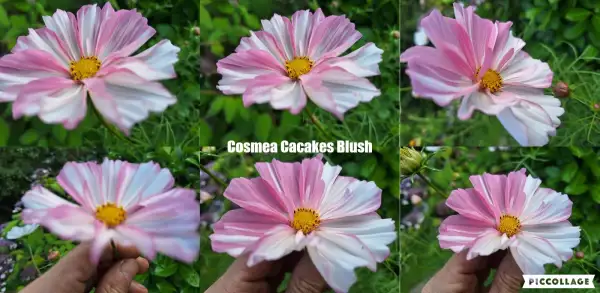 Blumen: Cosmea/Schmuckkörbchen - Cupcakes Blush