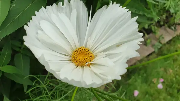 Blumen: Cosmea/Schmuckkörbchen - Cupcakes Blush