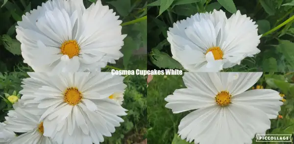 Blumen: Cosmea/Schmuckkörbchen - Cupcakes White