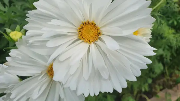 Blumen: Cosmea/Schmuckkörbchen - Cupcakes White