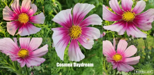 Blumen: Cosmea/Schmuckkörbchen - Daydream