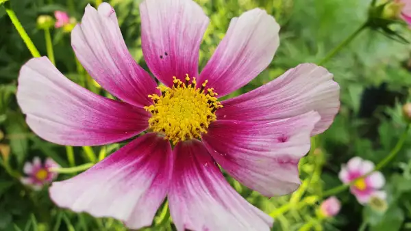 Blumen: Cosmea/Schmuckkörbchen - Daydream