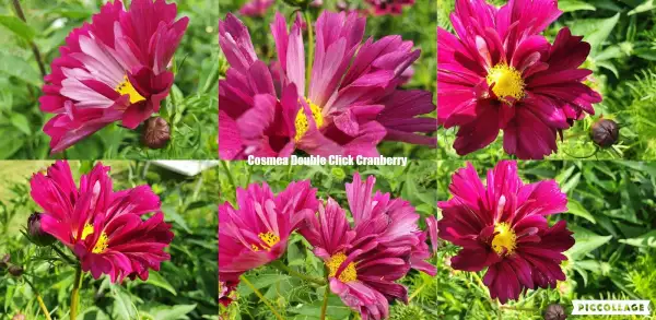 Blumen: Cosmea/Schmuckkörbchen - Double Click Cranberry