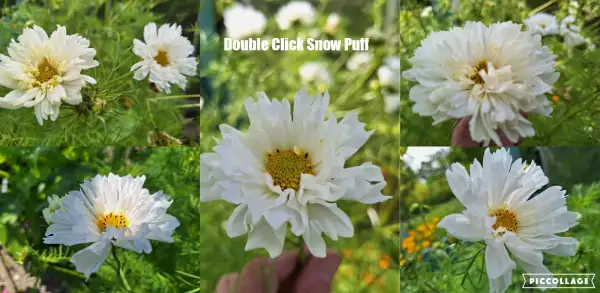 Blumen: Cosmea/Schmuckkörbchen - Double Click Snow Puff