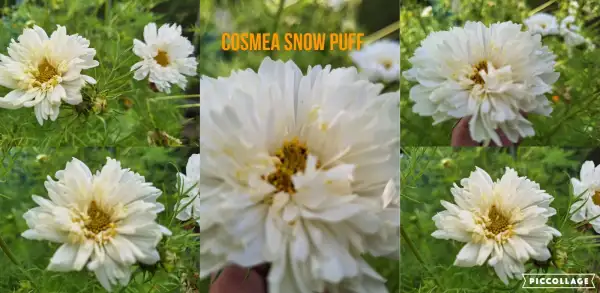 Blumen: Cosmea/Schmuckkörbchen - Double Click Snow Puff