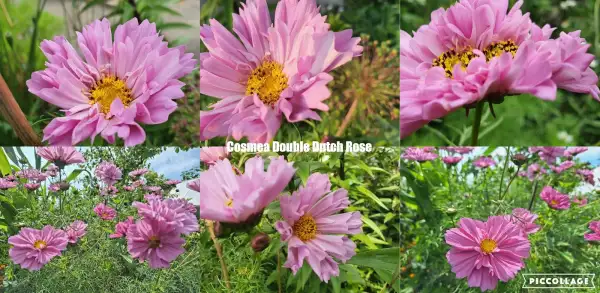 Blumen: Cosmea/Schmuckkörbchen - Double Dutch Rose