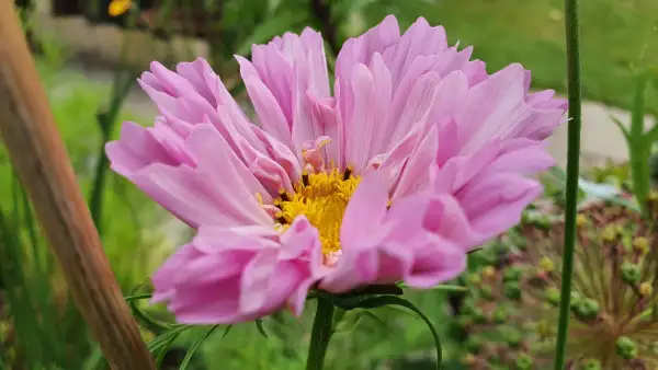 Blumen: Cosmea/Schmuckkörbchen - Double Dutch Rose