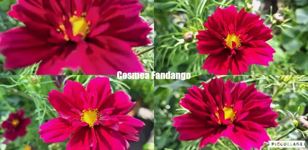 Blumen: Cosmea/Schmuckkörbchen - Fandango