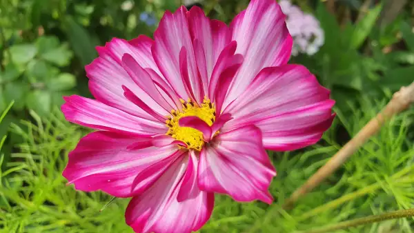 Blumen: Cosmea/Schmuckkörbchen - Fizzy Rose Picotee