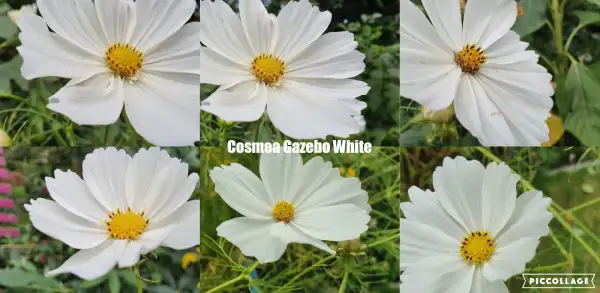 Blumen: Cosmea/Schmuckkörbchen - Gazebo White