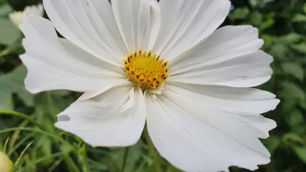 Blumen: Cosmea/Schmuckkörbchen - Gazebo White