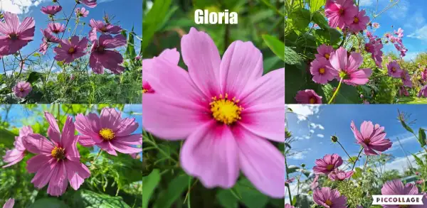 Blumen: Cosmea/Schmuckkörbchen - Gloria