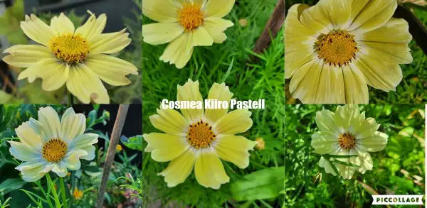 Blumen: Cosmea/Schmuckkörbchen - Kiiro Pastell