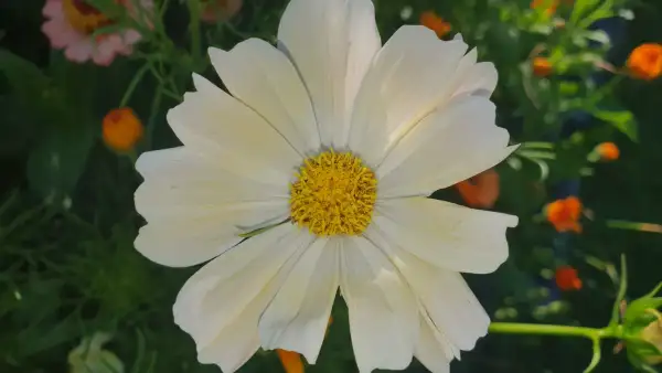 Blumen: Cosmea/Schmuckkörbchen - Kiiro Pastell