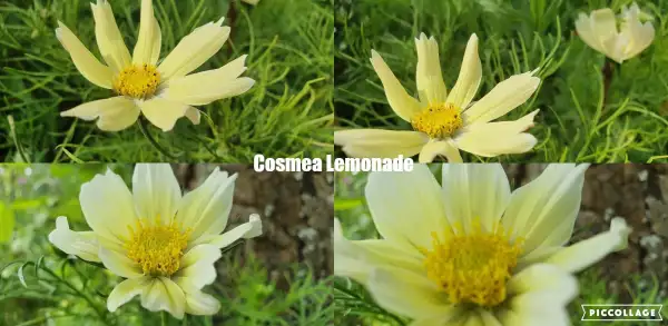 Blumen: Cosmea/Schmuckkörbchen - Lemonade