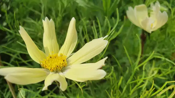 Blumen: Cosmea/Schmuckkörbchen - Lemonade