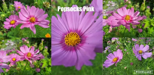 Blumen: Cosmea/Schmuckkörbchen - Popsocks Pink