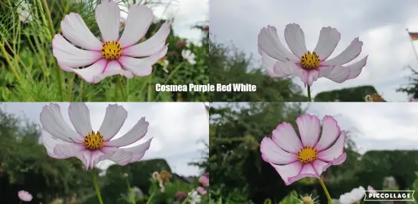 Blumen: Cosmea/Schmuckkörbchen - Purple Red White