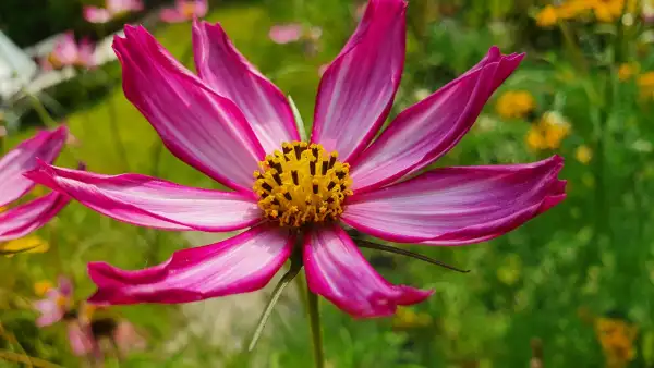 Blumen: Cosmea/Schmuckkörbchen - Purple Red White