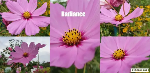 Blumen: Cosmea/Schmuckkörbchen - Radiance