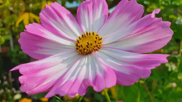 Blumen: Cosmea/Schmuckkörbchen - Radiance