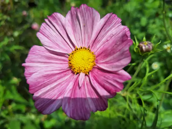 Blumen: Cosmea/Schmuckkörbchen - Rosetta