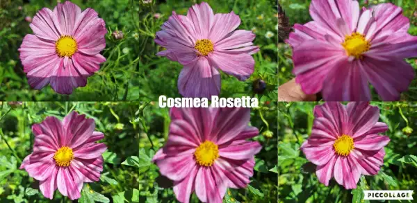 Blumen: Cosmea/Schmuckkörbchen - Rosetta