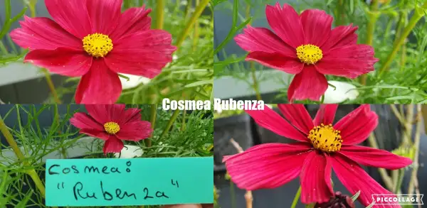 Blumen: Cosmea/Schmuckkörbchen - Rubenza