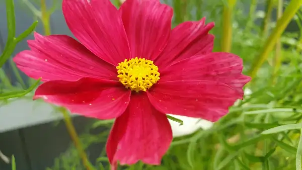 Blumen: Cosmea/Schmuckkörbchen - Rubenza