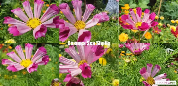 Blumen: Cosmea/Schmuckkörbchen - Seashells