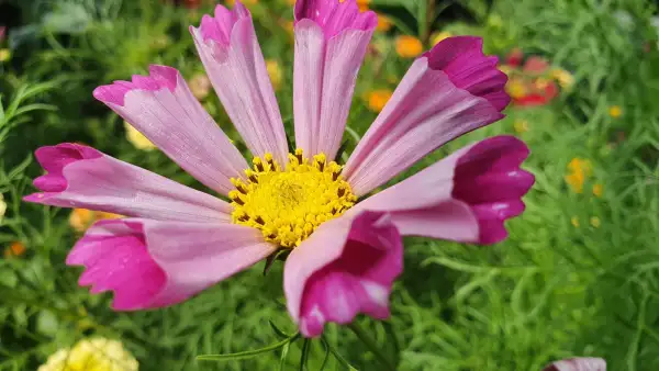 Blumen: Cosmea/Schmuckkörbchen - Seashells