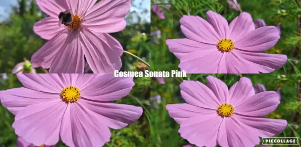 Blumen: Cosmea/Schmuckkörbchen - Sonata Pink