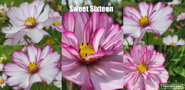 Blumen: Cosmea/Schmuckkörbchen - Sweet Sixteen