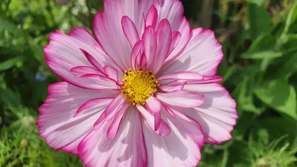 Blumen: Cosmea/Schmuckkörbchen - Sweet Sixteen