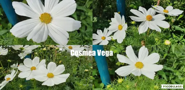 Blumen: Cosmea/Schmuckkörbchen - Vega