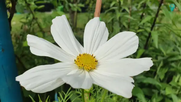 Blumen: Cosmea/Schmuckkörbchen - Vega