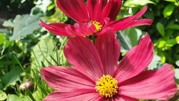 Blumen: Cosmea/Schmuckkörbchen - Velouette