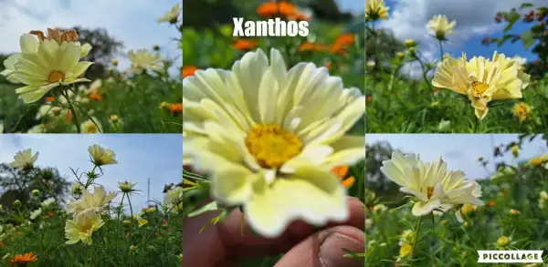 Blumen: Cosmea/Schmuckkörbchen - Xanthos