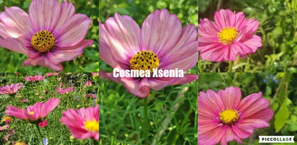 Blumen: Cosmea/Schmuckkörbchen - Xsenia