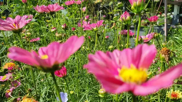 Blumen: Cosmea/Schmuckkörbchen - Xsenia