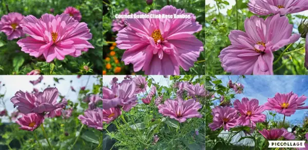 Blumen: Cosmea / Schmuckkörbchen Double Click Rose Bonbon