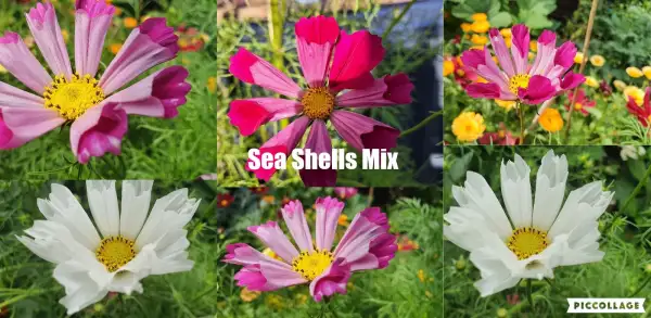 Blumen: Cosmea: Sea Shells Mix
