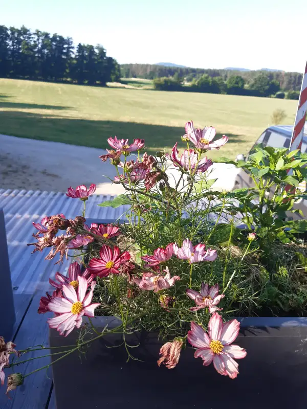 Blumen: Cosmea Velouette