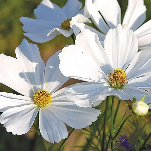 Blumen: Cosmea (White Dreams)