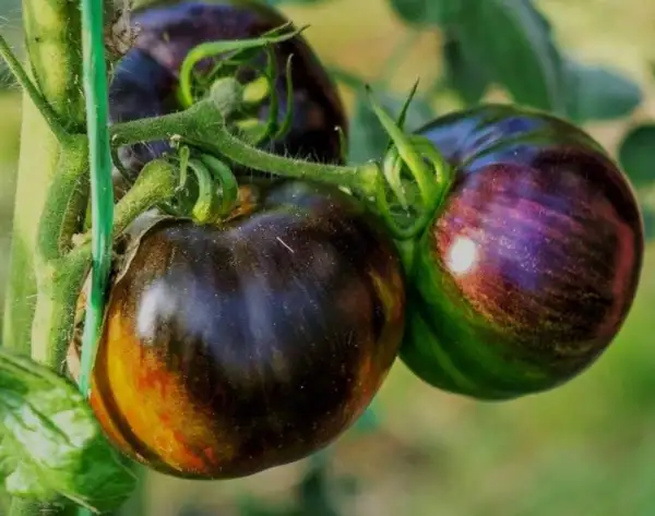 Tomaten: Cosmic Eclipse