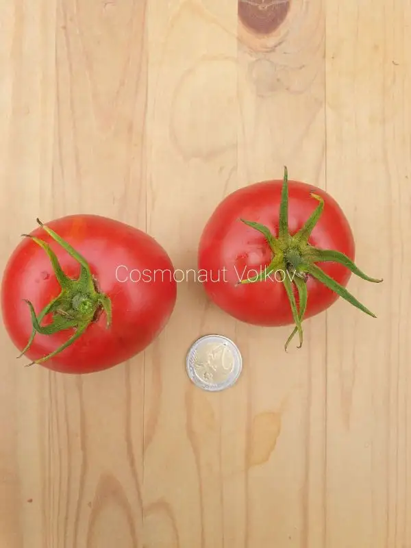 Tomaten: Cosmonaut Volkov