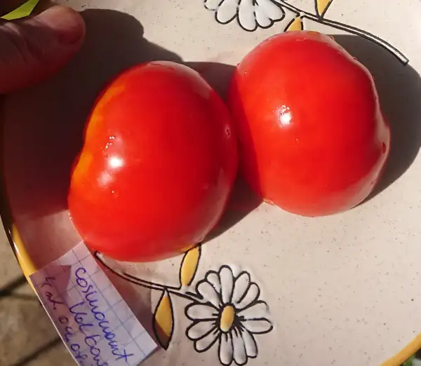 Tomaten: Cosmonaut Volkov