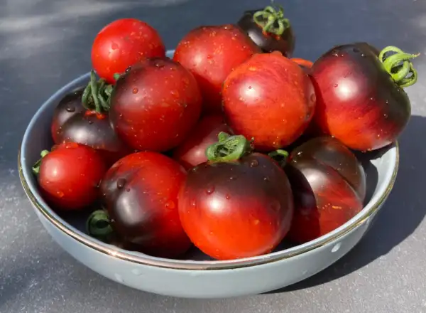 Tomaten: Cosmos